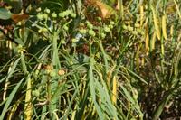 05-23-2009 : La Palma, Jour 01, Breña Baja, Mazo, la Montaña