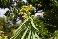05-23-2009 : La Palma, Jour 01, Breña Baja, Mazo, la Montaña