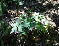 06-13-2001 : Tenerife, Jour 04, Ponte del Agua