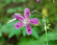 06-13-2001 : Tenerife, Jour 04, Ponte del Agua