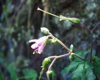06-13-2001 : Tenerife, Jour 04, Ponte del Agua