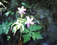 06-13-2001 : Tenerife, Jour 04, Ponte del Agua