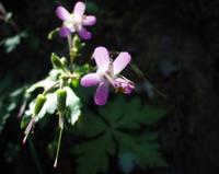 06-13-2001 : Tenerife, Jour 04, Ponte del Agua
