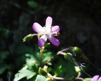 06-13-2001 : Tenerife, Jour 04, Ponte del Agua