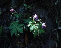 06-13-2001 : Tenerife, Jour 04, Ponte del Agua