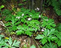 06-15-2001 : Tenerife, Jour 06, Forêt pluviale, Massif Taganana, Anaga