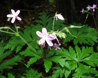 06-15-2001 : Tenerife, Jour 06, Forêt pluviale, Massif Taganana, Anaga