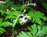06-15-2001 : Tenerife, Jour 06, Forêt pluviale, Massif Taganana, Anaga