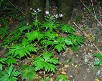 06-15-2001 : Tenerife, Jour 06, Forêt pluviale, Massif Taganana, Anaga