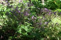 05-28-2009 : La Palma, Jour 06, Cubo de la Galga, Playa de Nogales