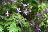 05-28-2009 : La Palma, Jour 06, Cubo de la Galga, Playa de Nogales
