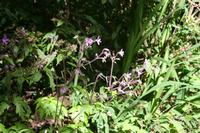 05-28-2009 : La Palma, Jour 06, Cubo de la Galga, Playa de Nogales