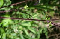 05-28-2009 : La Palma, Jour 06, Cubo de la Galga, Playa de Nogales