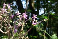 05-28-2009 : La Palma, Jour 06, Cubo de la Galga, Playa de Nogales