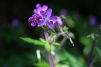 05-28-2009 : La Palma, Jour 06, Cubo de la Galga, Playa de Nogales