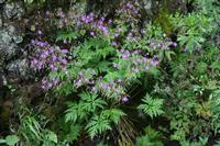 05-28-2009 : La Palma, Jour 06, Cubo de la Galga, Playa de Nogales