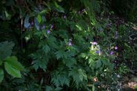 05-28-2009 : La Palma, Jour 06, Cubo de la Galga, Playa de Nogales
