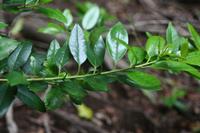 06-06-2009 : Tenerife, Jour 04, Mirador de Jardina, Parque rural d'Anaga, Forêt pluviale
