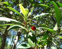 06-13-2001 : Tenerife, Jour 04, Ponte del Agua