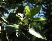 06-13-2001 : Tenerife, Jour 04, Ponte del Agua