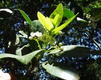 06-13-2001 : Tenerife, Jour 04, Ponte del Agua