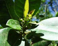 06-13-2001 : Tenerife, Jour 04, Ponte del Agua
