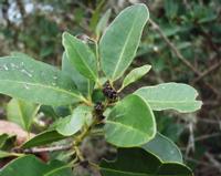 06-15-2001 : Tenerife, Jour 06, Forêt pluviale, Massif Taganana, Anaga