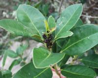 06-15-2001 : Tenerife, Jour 06, Forêt pluviale, Massif Taganana, Anaga