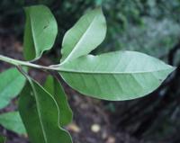06-15-2001 : Tenerife, Jour 06, Forêt pluviale, Massif Taganana, Anaga