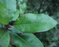 06-15-2001 : Tenerife, Jour 06, Forêt pluviale, Massif Taganana, Anaga