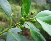 06-15-2001 : Tenerife, Jour 06, Forêt pluviale, Massif Taganana, Anaga