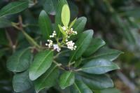 05-23-2009 : La Palma, Jour 01, Breña Baja, Mazo, la Montaña