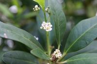 05-23-2009 : La Palma, Jour 01, Breña Baja, Mazo, la Montaña