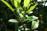 05-23-2009 : La Palma, Jour 01, Breña Baja, Mazo, la Montaña