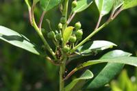 05-23-2009 : La Palma, Jour 01, Breña Baja, Mazo, la Montaña