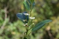 05-23-2009 : La Palma, Jour 01, Breña Baja, Mazo, la Montaña