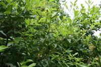 05-23-2009 : La Palma, Jour 01, Breña Baja, Mazo, la Montaña