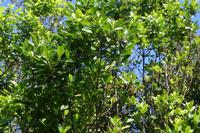 05-28-2009 : La Palma, Jour 06, Cubo de la Galga, Playa de Nogales