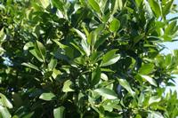 05-29-2009 : La Palma, Jour 07, Barlovento, Fuente de los Poleos