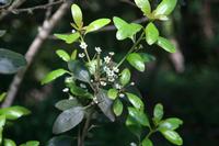 05-31-2009 : La Gomera, Jour 02, Hermigua, Vallehermoso, los Chorros de Epina