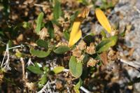 06-03-2009 : Tenerife, Jour 01, Garachico, Montaña de Taco, Punta de Teno, Masca