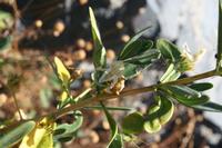 06-03-2009 : Tenerife, Jour 01, Garachico, Montaña de Taco, Punta de Teno, Masca
