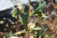 06-03-2009 : Tenerife, Jour 01, Garachico, Montaña de Taco, Punta de Teno, Masca