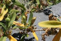 06-03-2009 : Tenerife, Jour 01, Garachico, Montaña de Taco, Punta de Teno, Masca