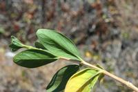 06-03-2009 : Tenerife, Jour 01, Garachico, Montaña de Taco, Punta de Teno, Masca