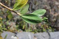 06-03-2009 : Tenerife, Jour 01, Garachico, Montaña de Taco, Punta de Teno, Masca