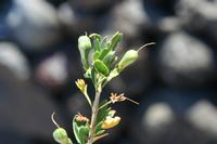 06-03-2009 : Tenerife, Jour 01, Garachico, Montaña de Taco, Punta de Teno, Masca