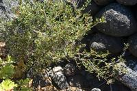 06-03-2009 : Tenerife, Jour 01, Garachico, Montaña de Taco, Punta de Teno, Masca