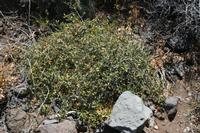 06-03-2009 : Tenerife, Jour 01, Garachico, Montaña de Taco, Punta de Teno, Masca