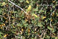 06-03-2009 : Tenerife, Jour 01, Garachico, Montaña de Taco, Punta de Teno, Masca